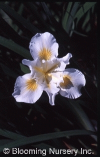 Iris Pacific Coast 'Canyon Snow'                  